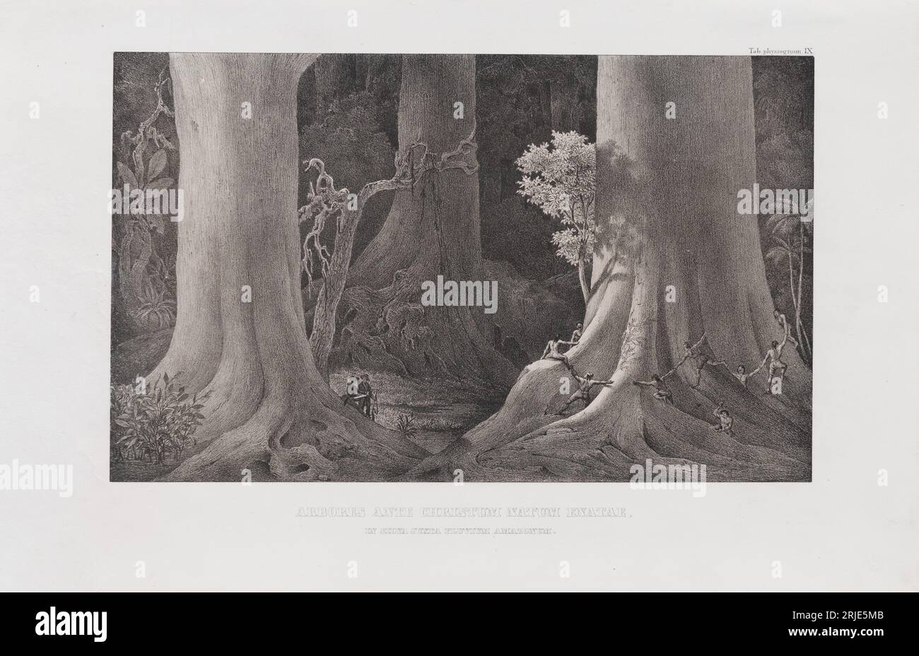 Arbores ante Christum natum enatae in silva juxta fluvium Amazonum 1850 by Carl Friedrich Philipp von Martius Stock Photo