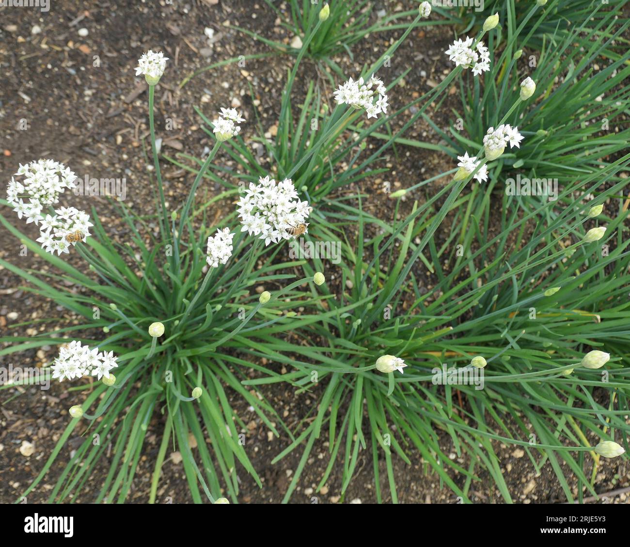 Closeup of the white clump forming herbaceous perennial garden herballium tuberosum garlic chives chinese chives. Stock Photo