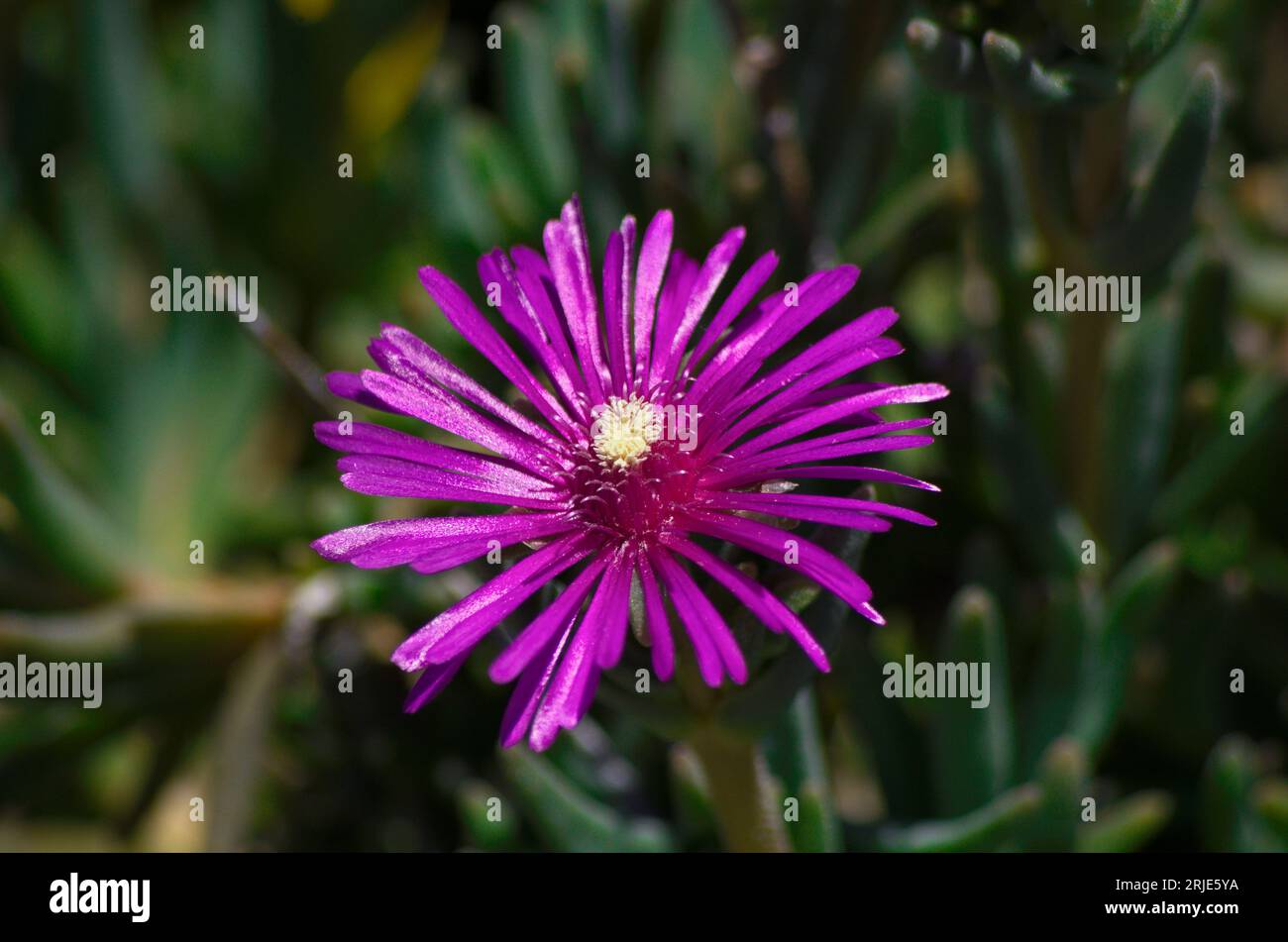 Luminoso colore hi-res stock photography and images - Alamy