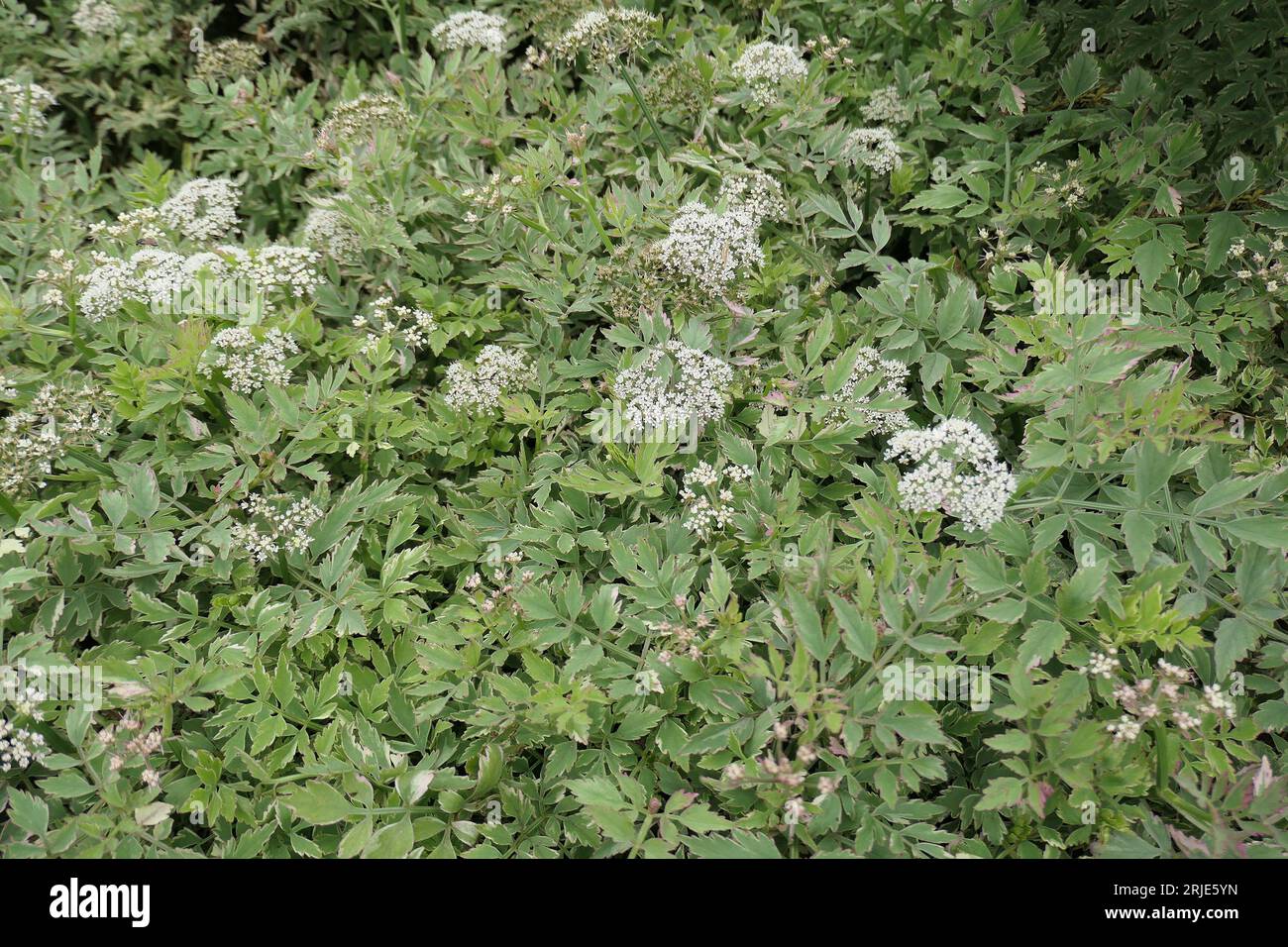 Closeup of the variegated leaves and white flowers of the perennial garden herb oenanthe javanica flamingo. Stock Photo