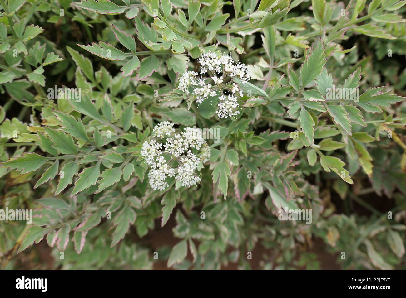 Closeup of the variegated leaves and white flowers of the perennial garden herb oenanthe javanica flamingo. Stock Photo