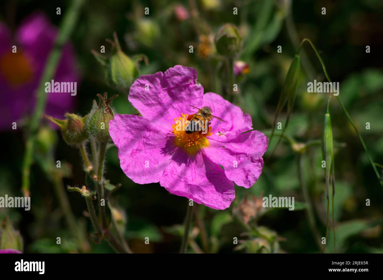 Polline hi-res stock photography and images - Alamy
