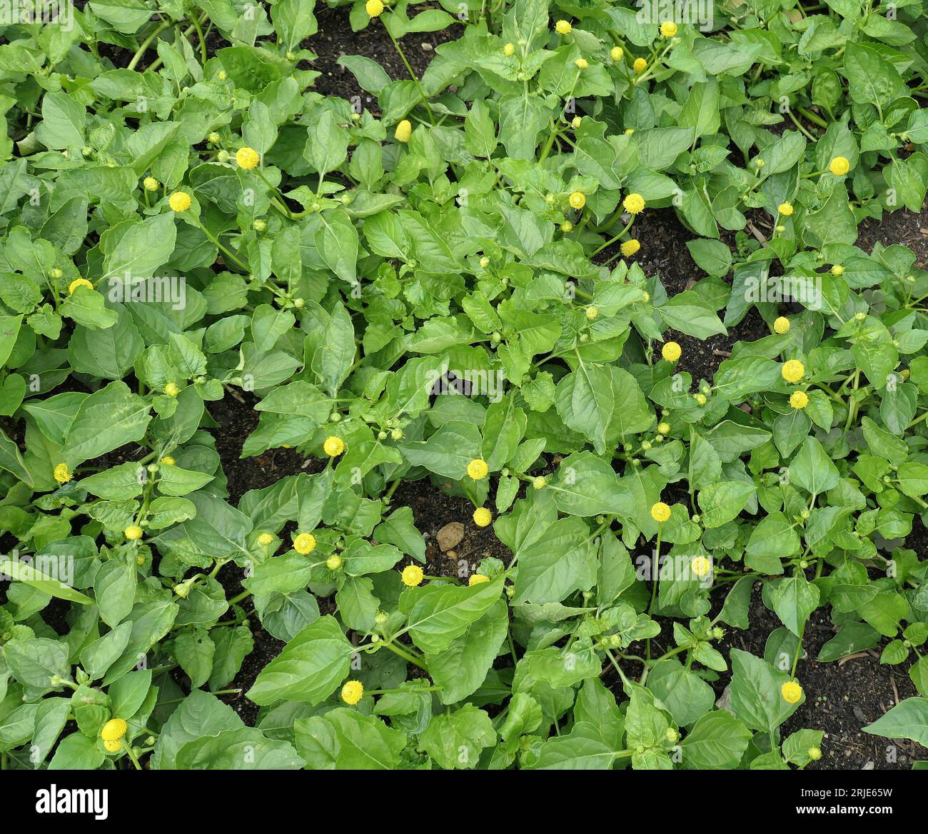 Closeup of the yellow flowers and green leaves of the culinary herb acmella oleracea. Stock Photo