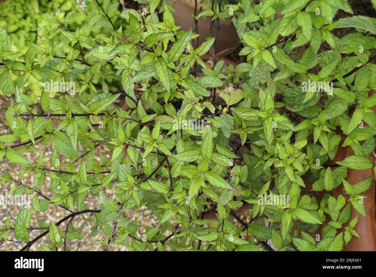 Closeup of the dark green leaves and red stemmed herbaceous perennial garden herb  mentha arvensis thai field mint. Stock Photo