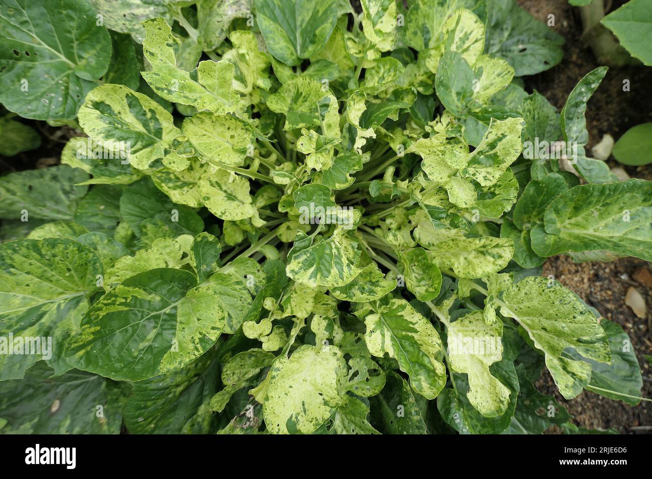 Closeup of the biennial leafy edible vegetable plant with green variegated leaves barbarea verna or american land cress. Stock Photo