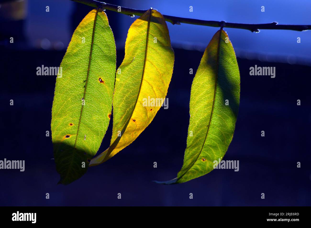 primi colori autunnali su tre foglie di ciliegio Stock Photo