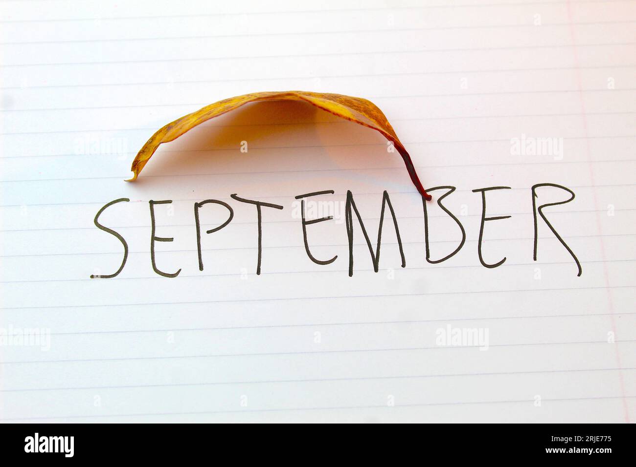 A photo of the month September written on a white lined page with a yellow leaf on it. Stock Photo