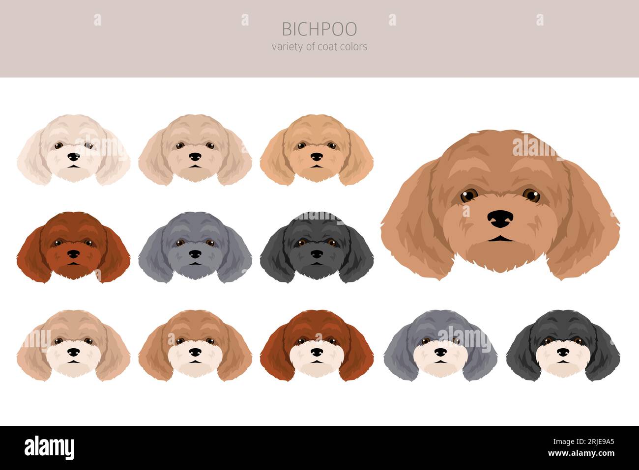 Bichpoo, Poochon clipart. Bichon Frise Poodle mix. Different coat colors set.  Vector illustration Stock Vector