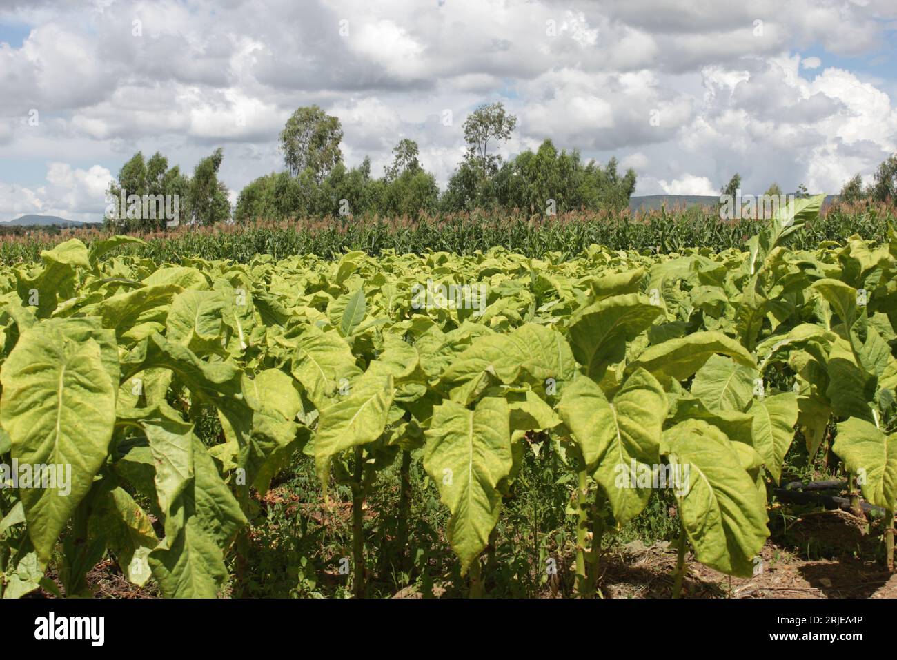 Tobacco farmers hi-res stock photography and images