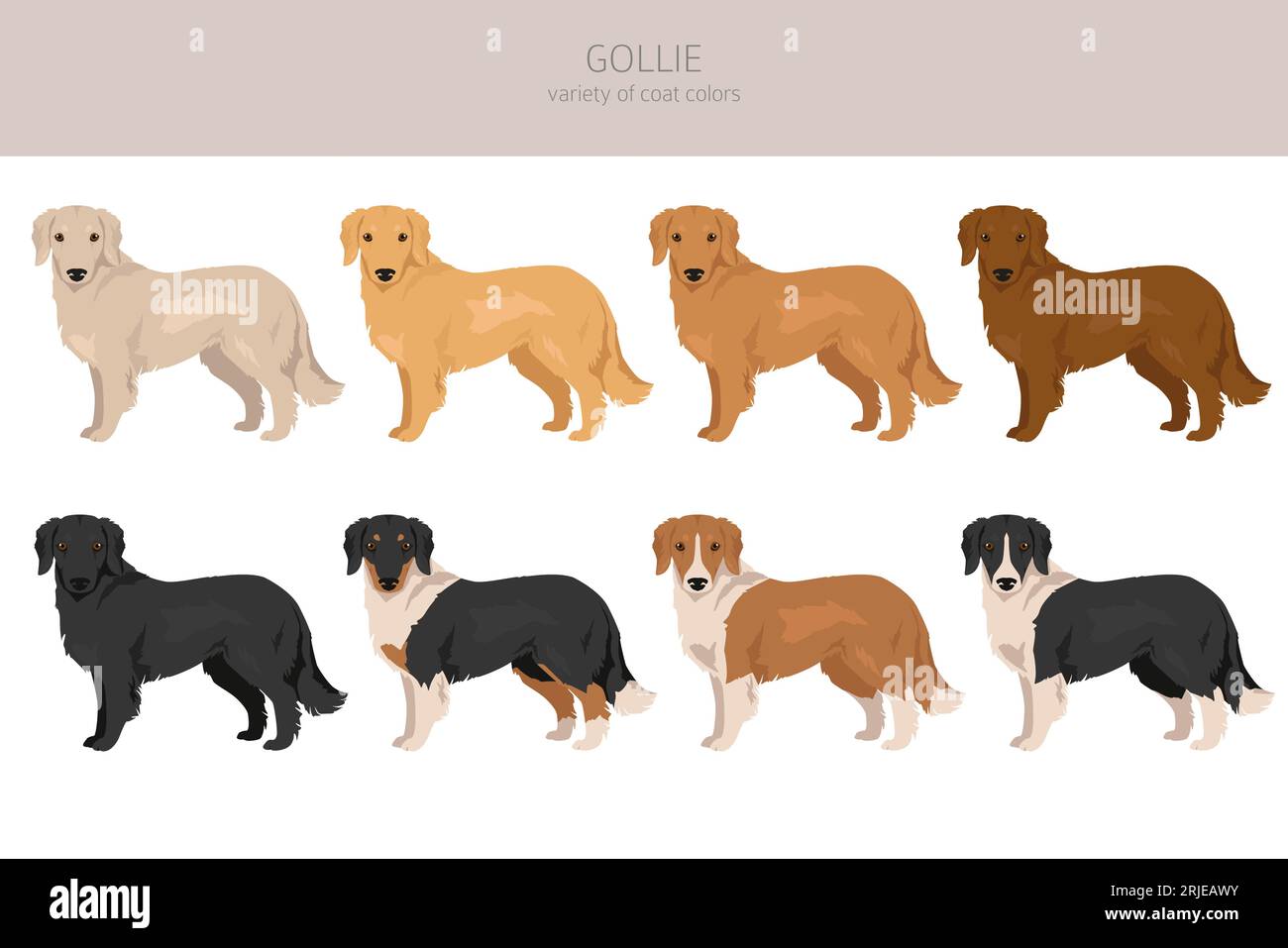 Gollie clipart. Golden retriever Collie mix. Different coat colors set