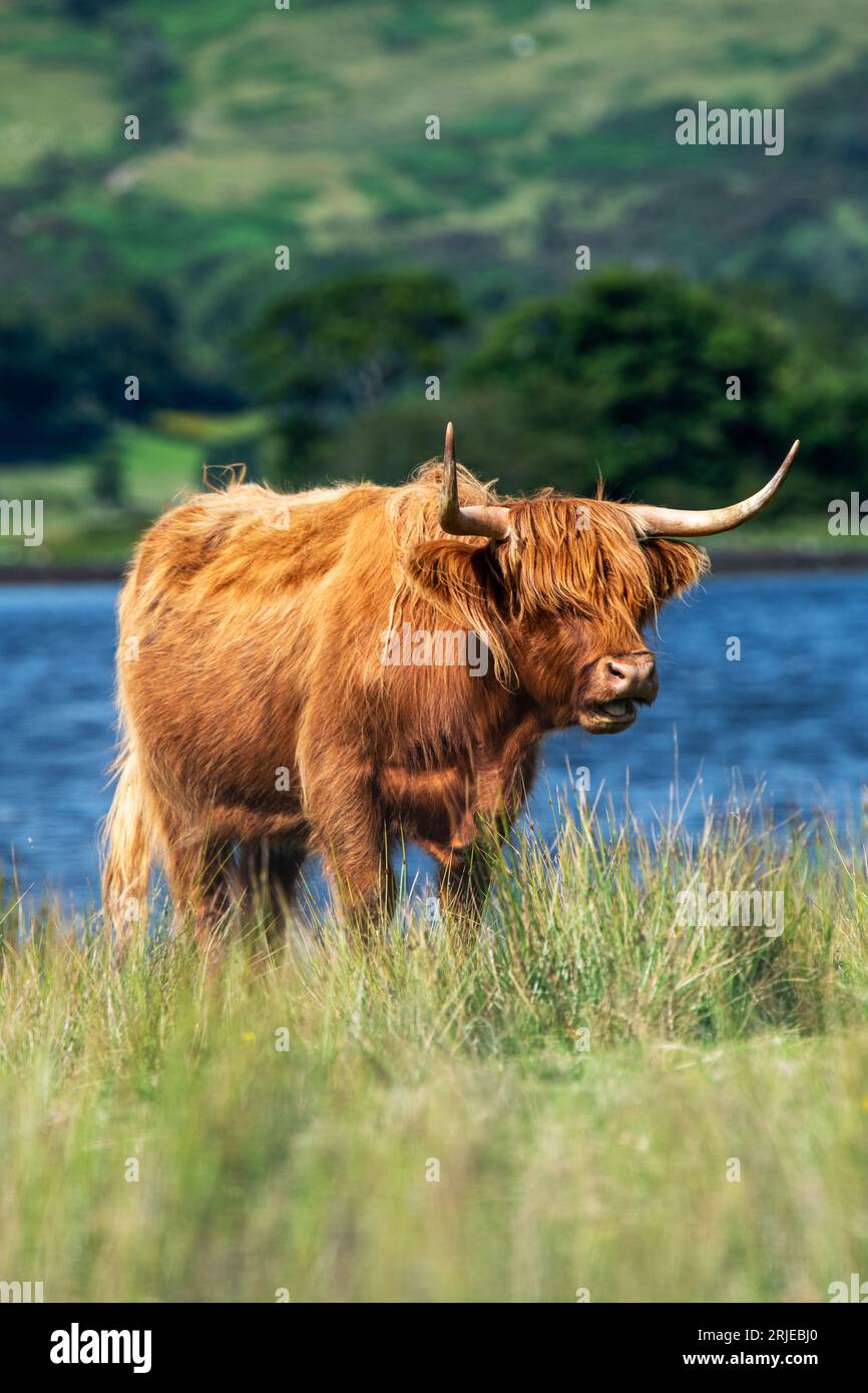 Highland cow in water hi-res stock photography and images - Alamy