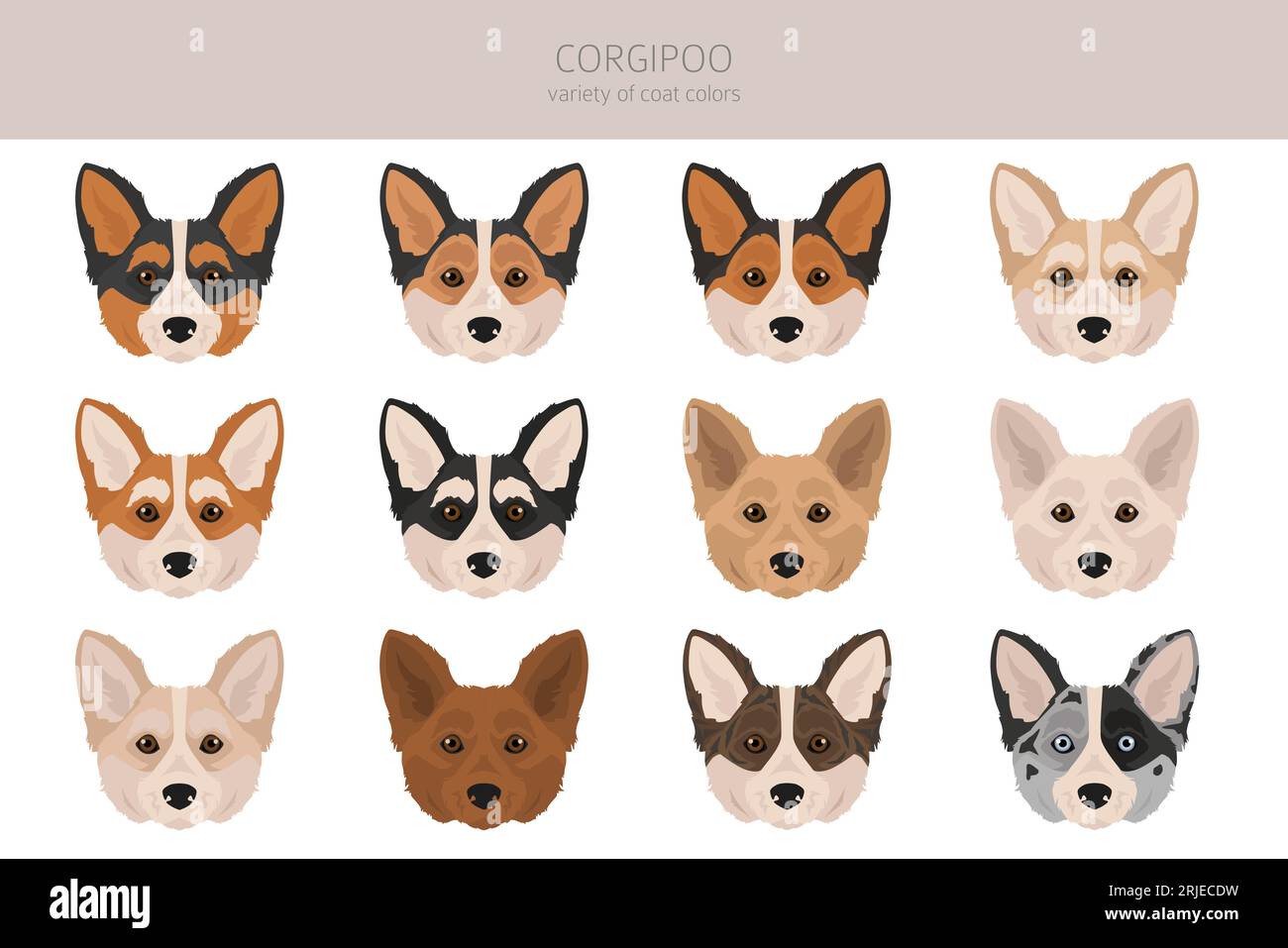 Corgipoo puppy 2025