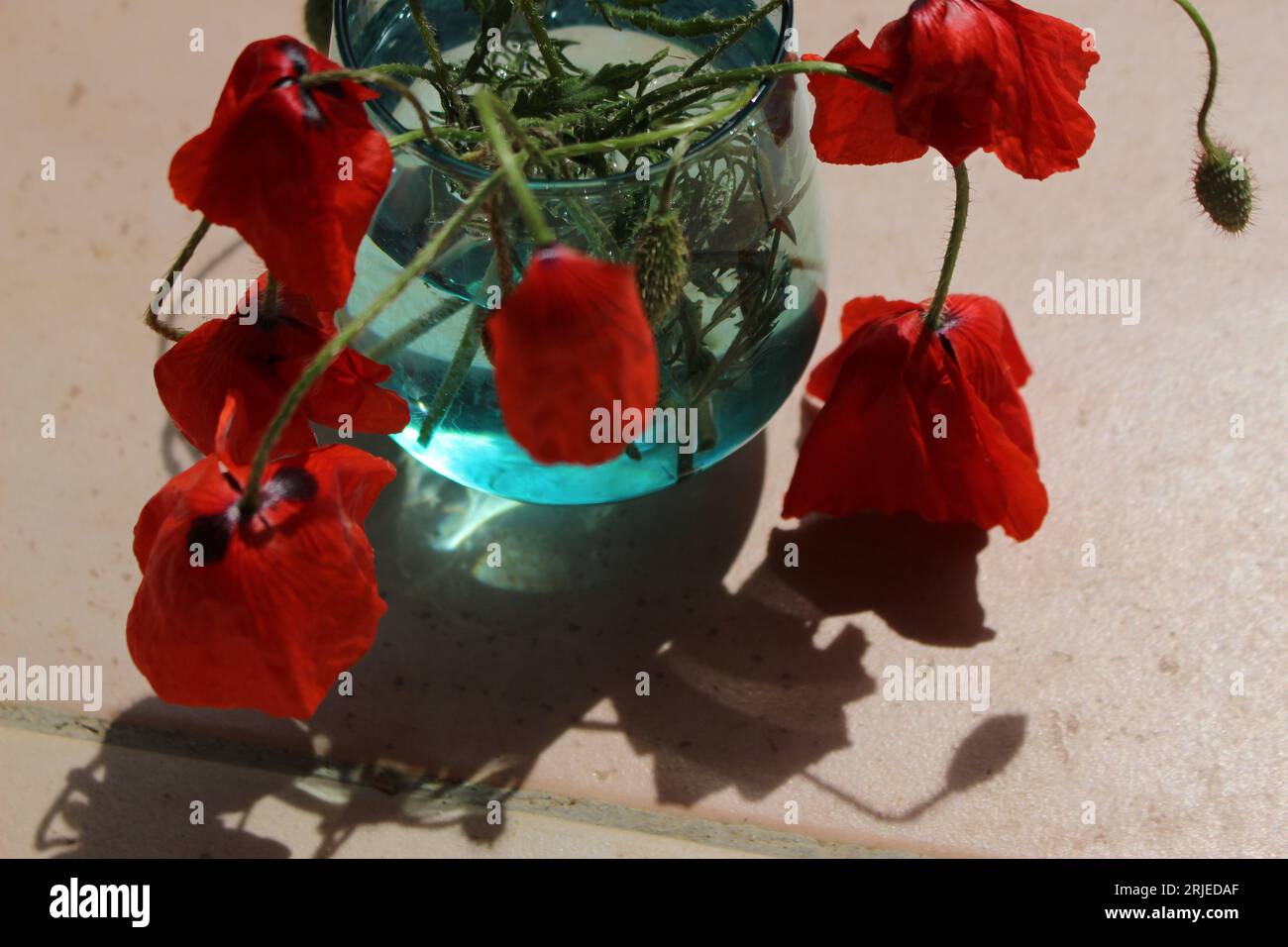 Wilted wild red poppy flowers in a glistening teal blue vase outside casting a shadow on beige patio tiles - concept for overheating, too hot, no hope Stock Photo
