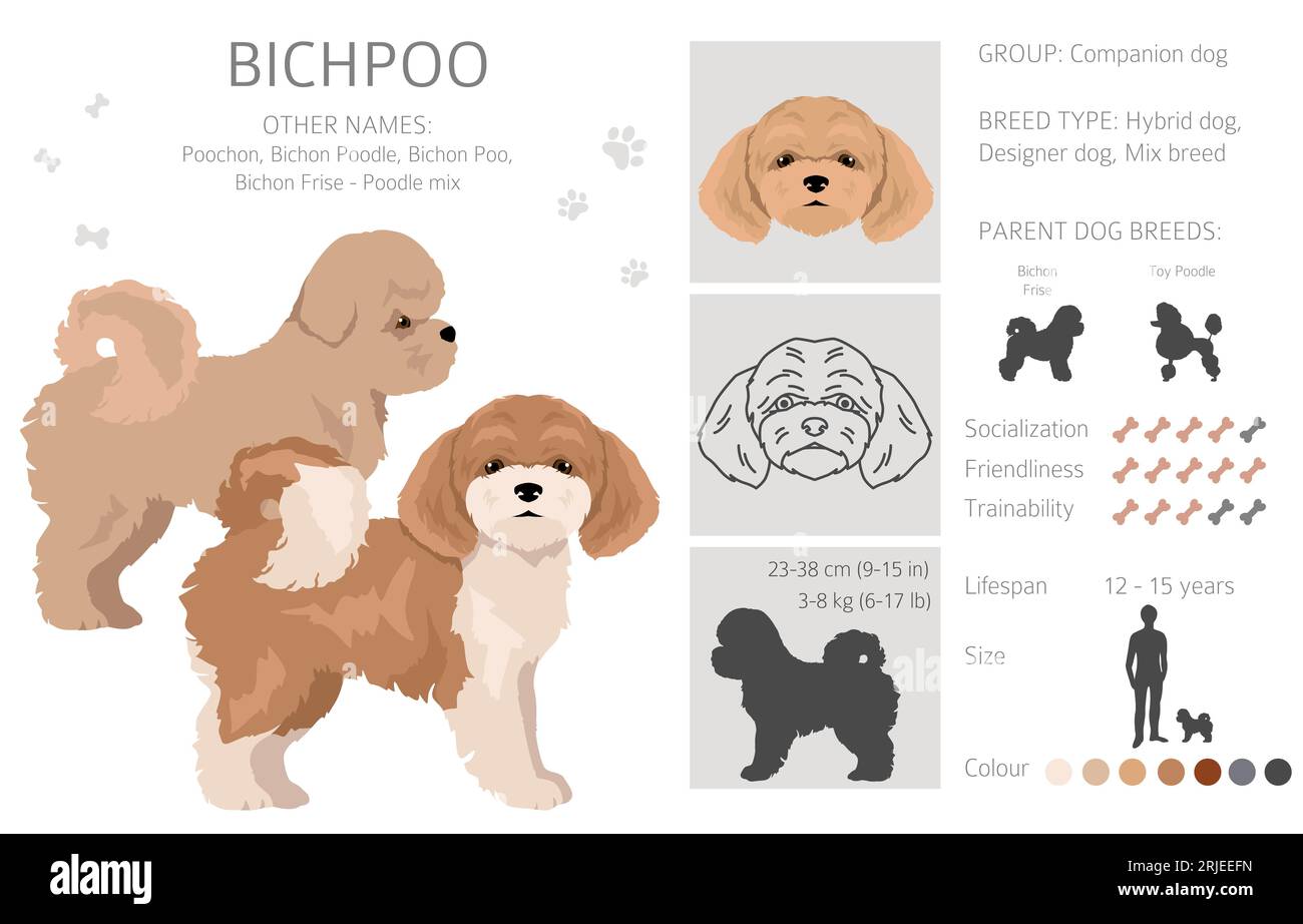 Bichpoo, Poochon clipart. Bichon Frise Poodle mix. Different coat colors set.  Vector illustration Stock Vector