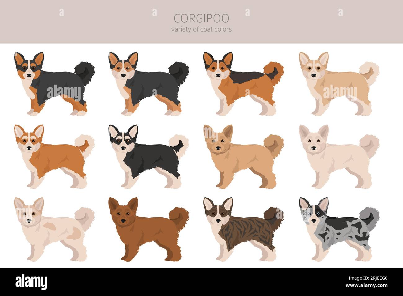 Corgipoo clipart. Welsh corgi Poodle mix. Different coat colors