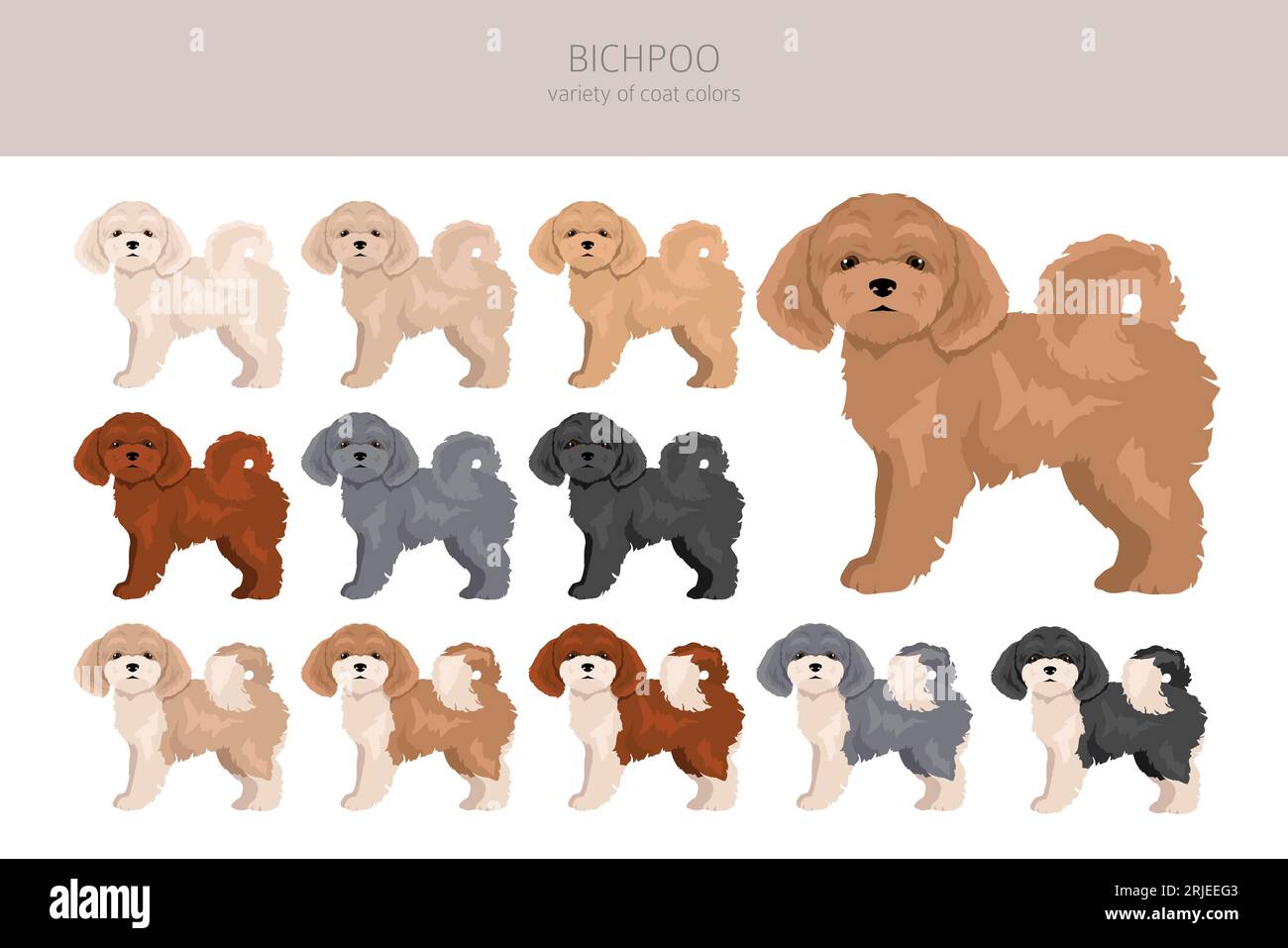 Bichpoo, Poochon clipart. Bichon Frise Poodle mix. Different coat colors set.  Vector illustration Stock Vector