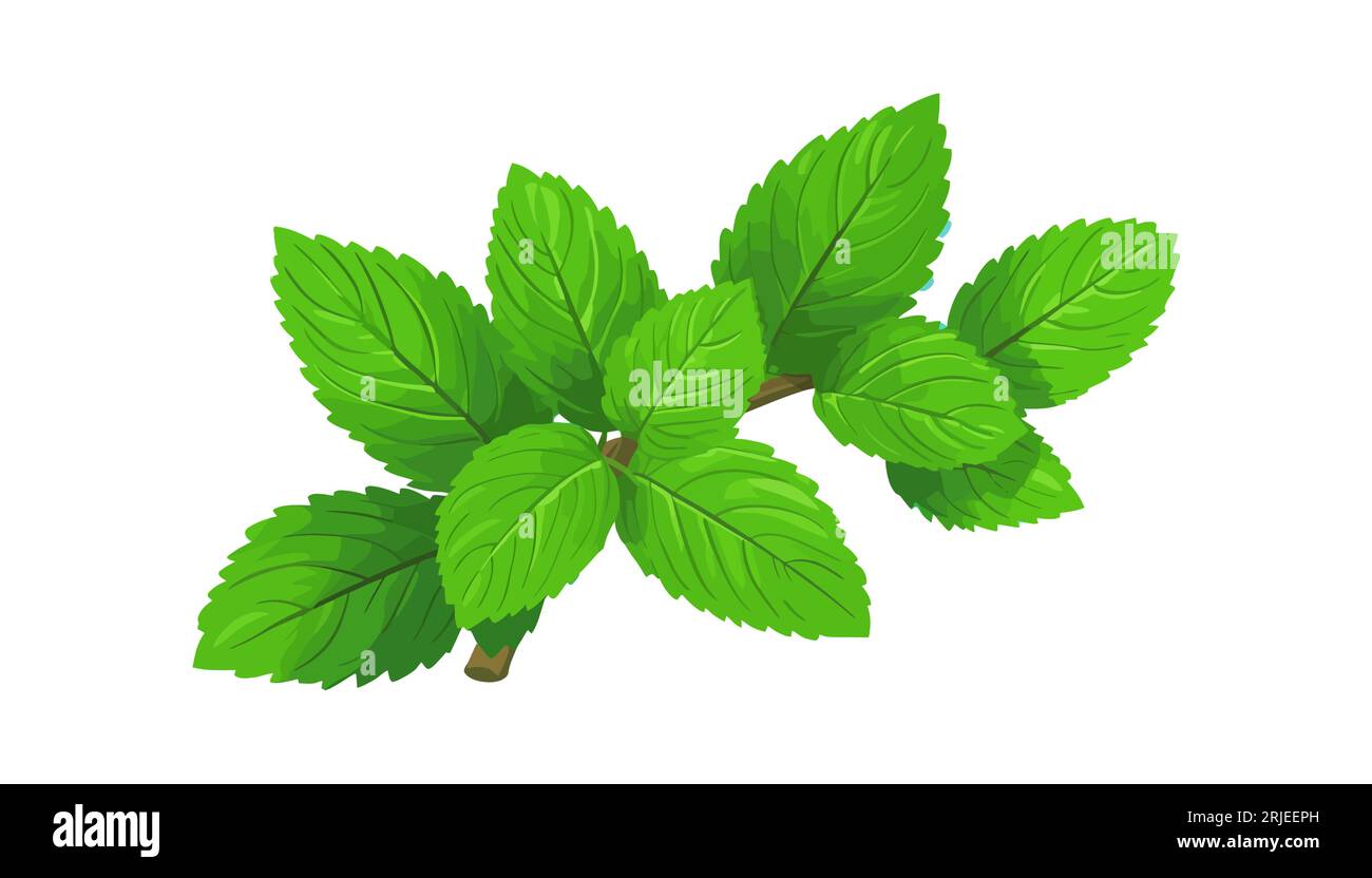 Mint in a flat design on a white background. Vector illustration Stock