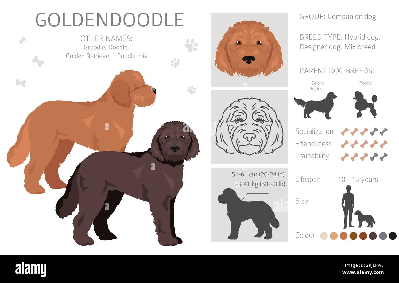Groodle coat types sales