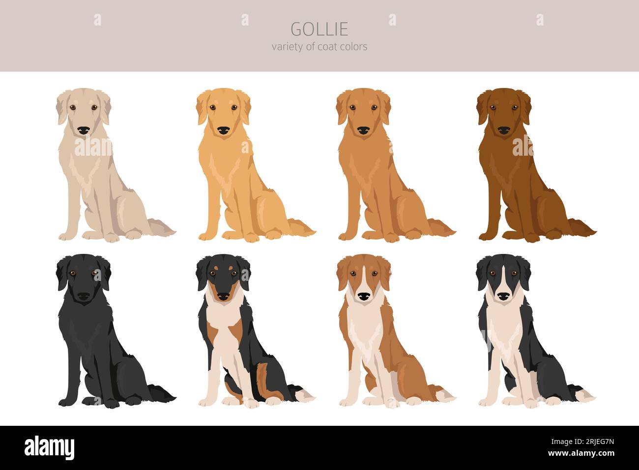 Gollie Clipart Golden Retriever Collie Mix Different Coat Colors Set 