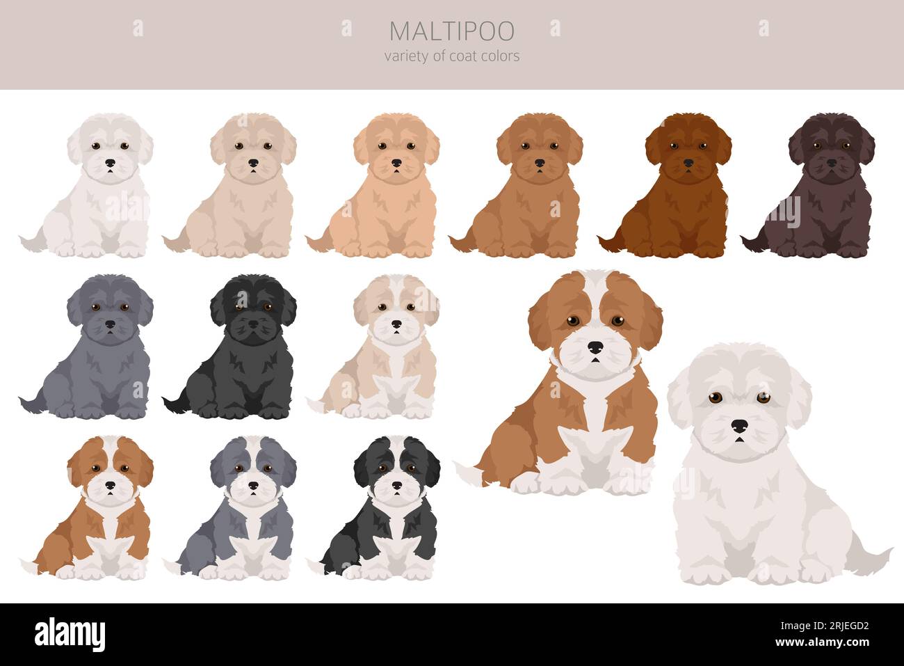 Maltipoo clipart. Maltese Poodle mix. Different coat colors set.  Vector illustration Stock Vector