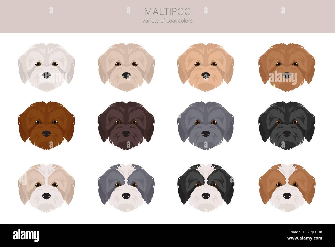 Maltipoo clipart. Maltese Poodle mix. Different coat colors set.  Vector illustration Stock Vector