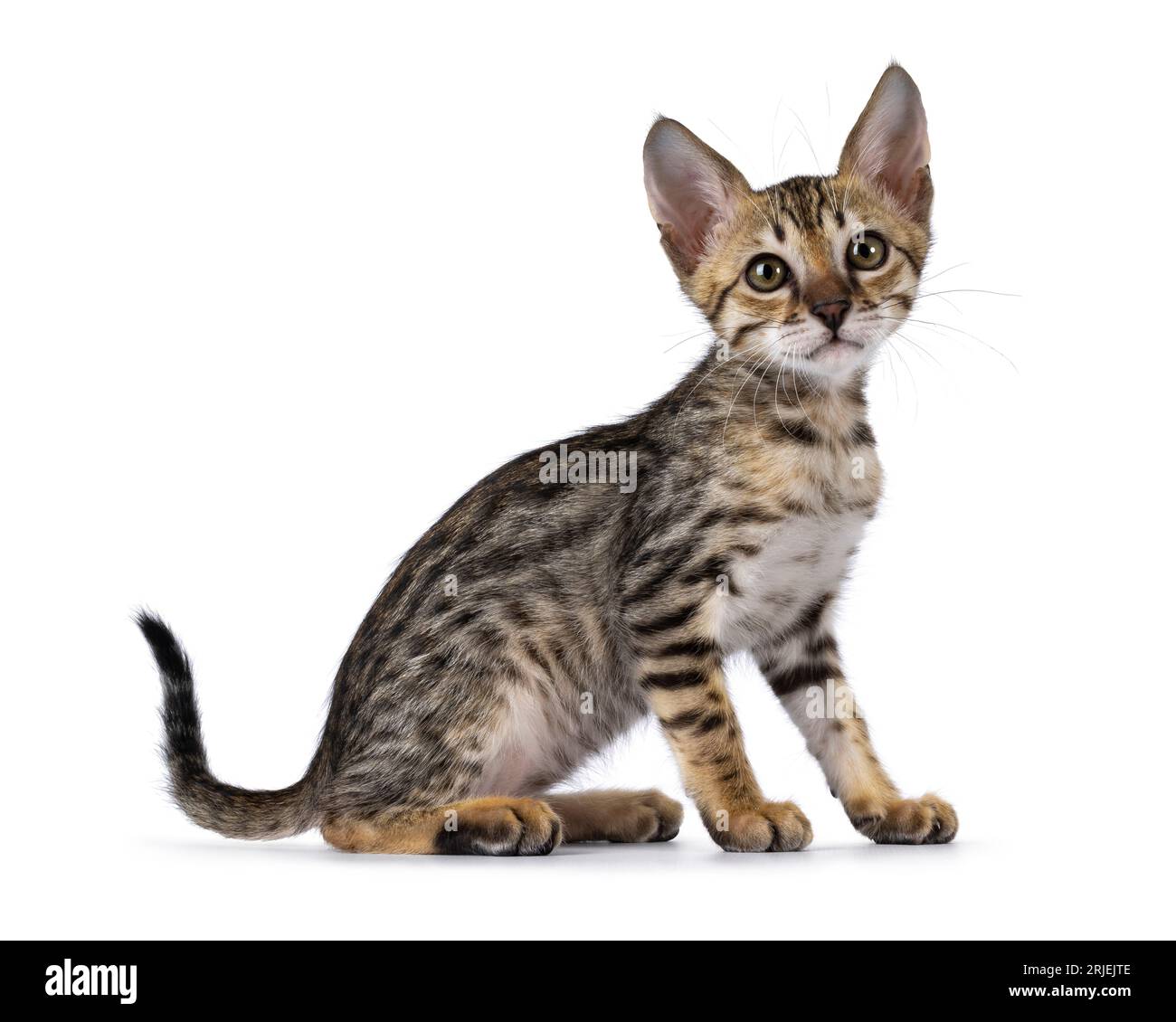 Tabby hotsell savannah cat