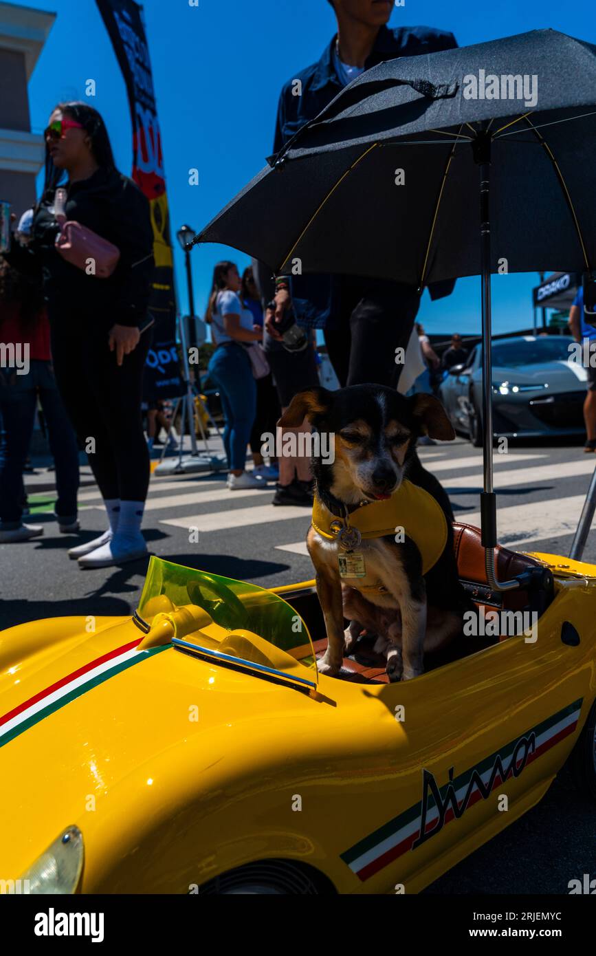 Dog in a car stroller cruising down the street Stock Photo
