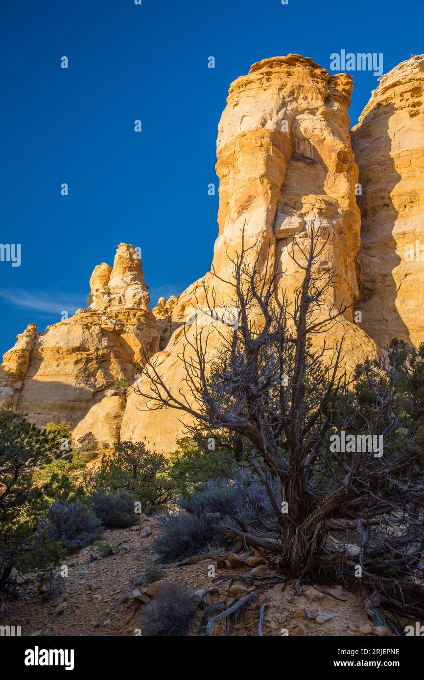 An old dead pinyon pine tree & colorful sandstone hoodoos in the Head of Sinbad area of the San Rafael Swell in Utah. Stock Photo