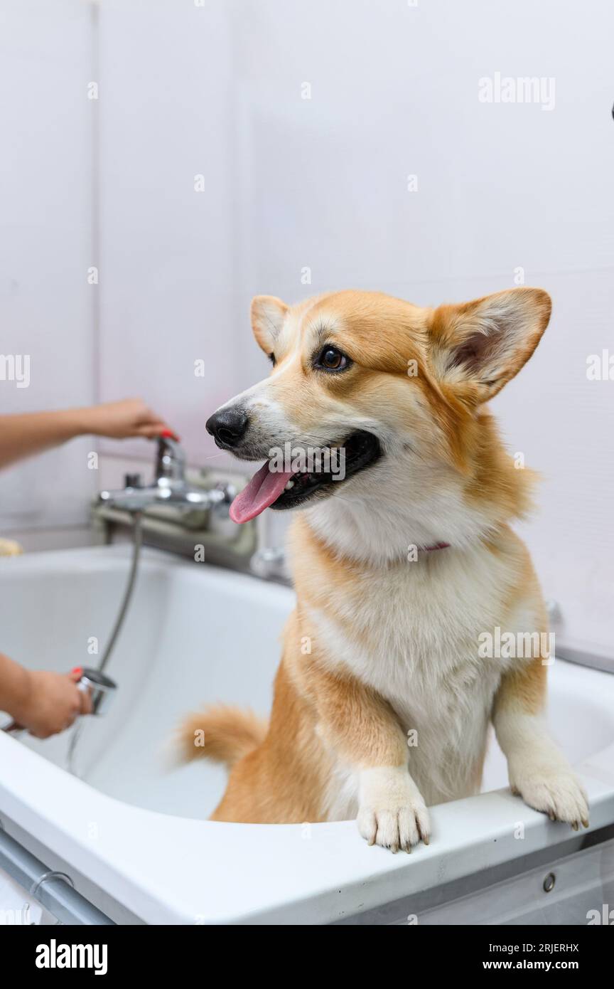 Charming young in the bathroom before bathing. Young welsh