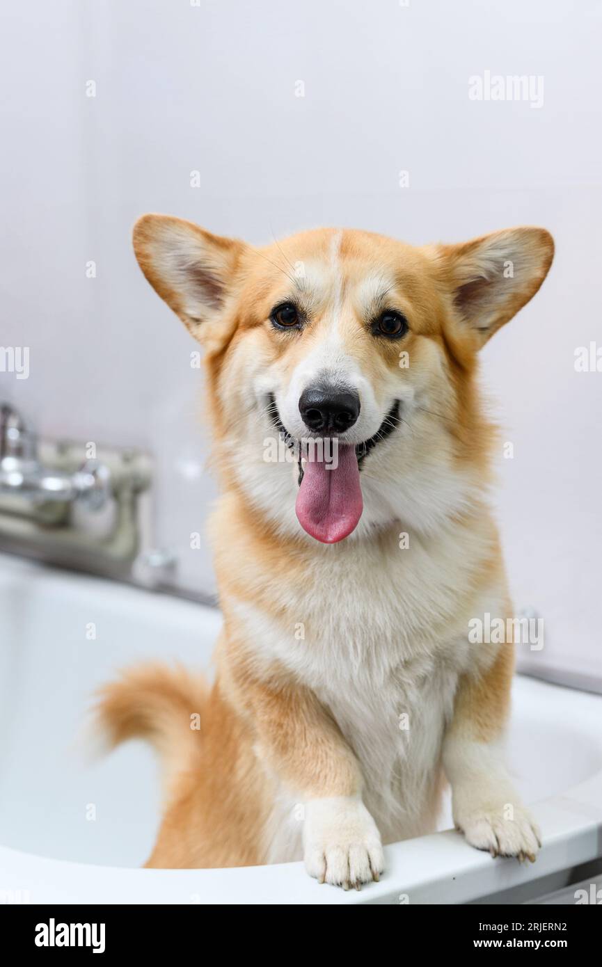 Charming young in the bathroom before bathing. Young welsh