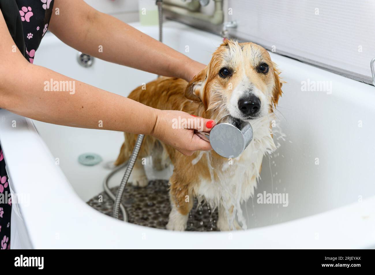 Groomer carefully wash the funny welsh pembroke dog in bath