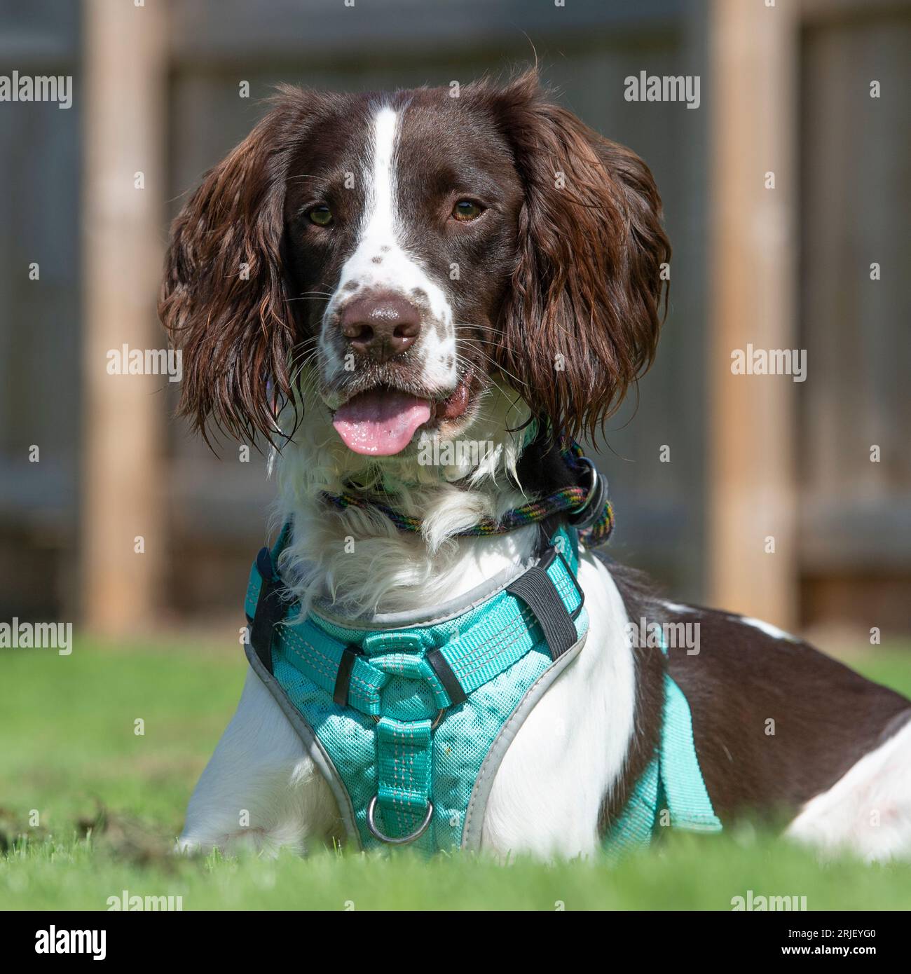 English springer spaniel dog wearing a harness Stock Photo Alamy