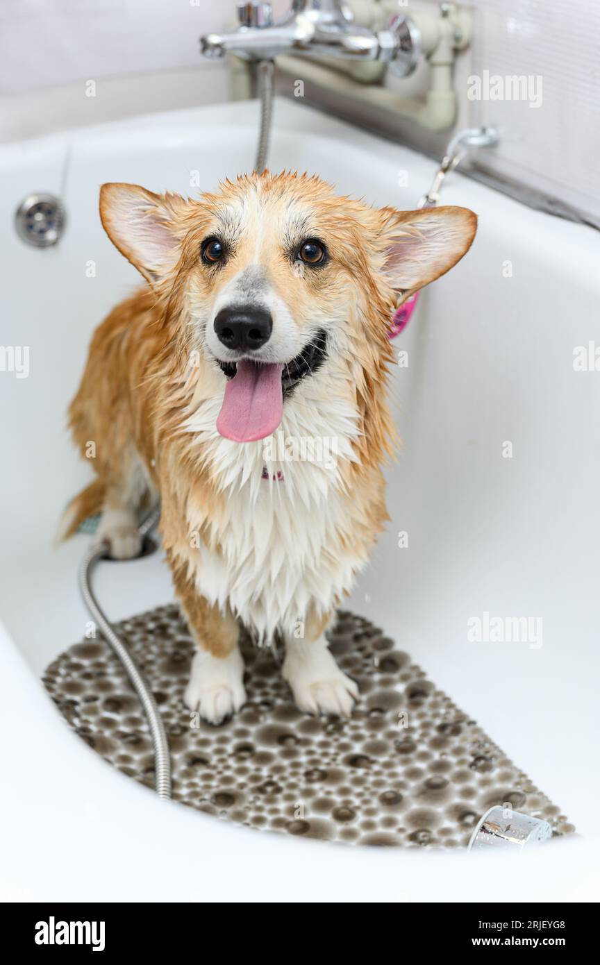 Wet corgi sales
