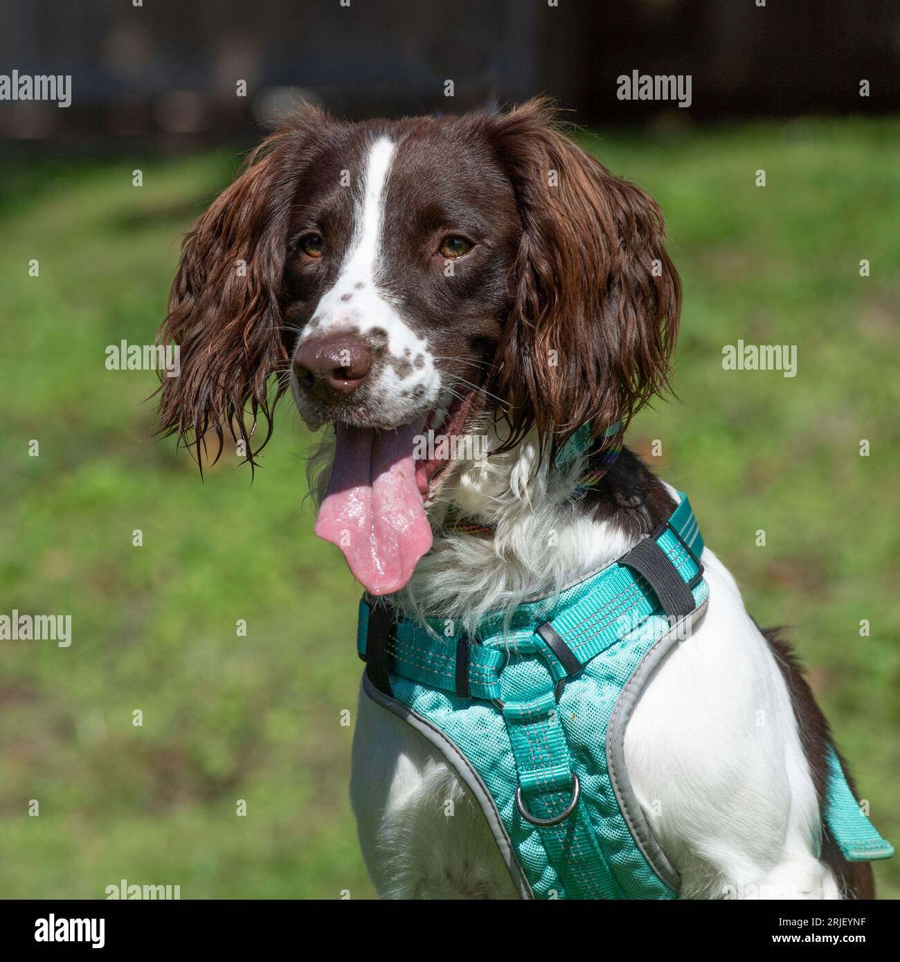 English springer spaniel dog wearing a harness Stock Photo Alamy