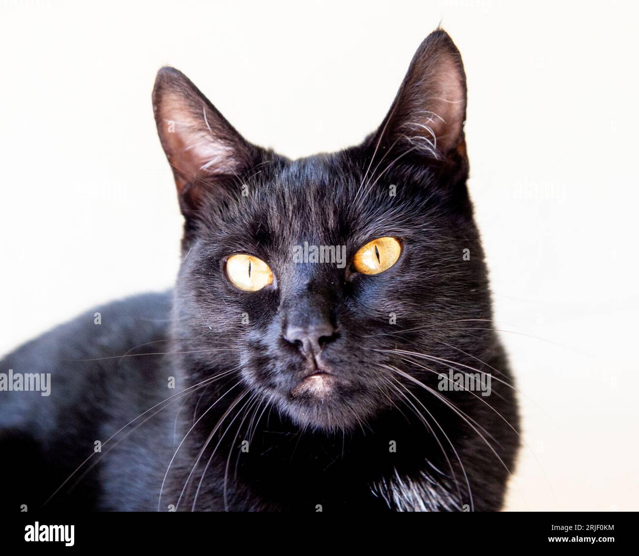 domestic black cat Stock Photo