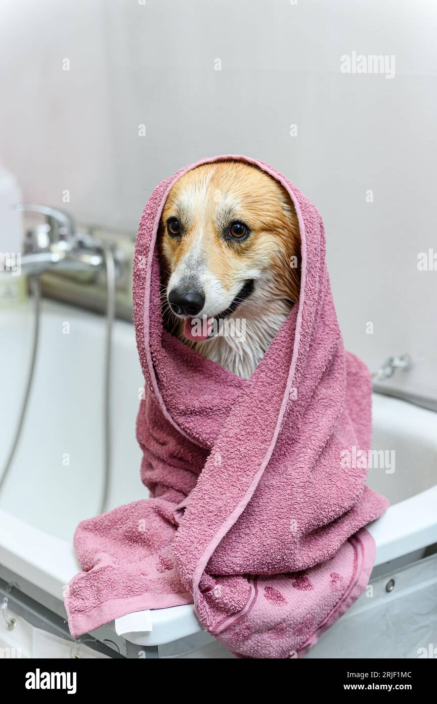 Wet welsh pembroke dog stands in the bathroom after bathing. The