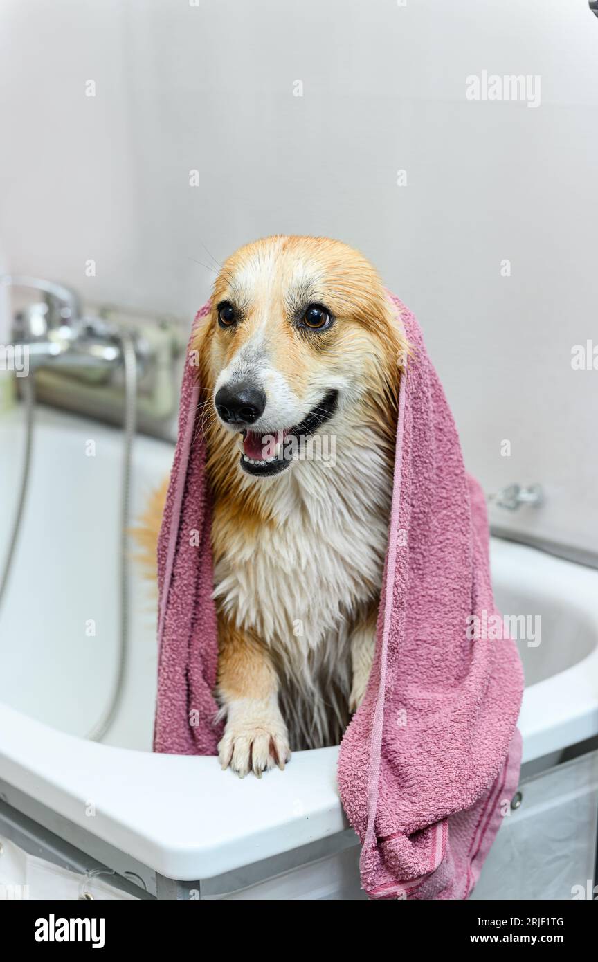 Wet welsh pembroke dog stands in the bathroom after bathing. The