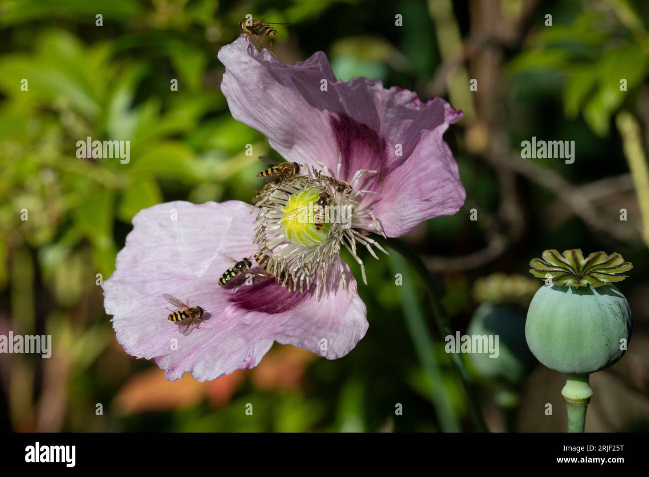 Opium poppy in flower pollinated by insects in a garden in summer, England, United Kingdom Stock Photo