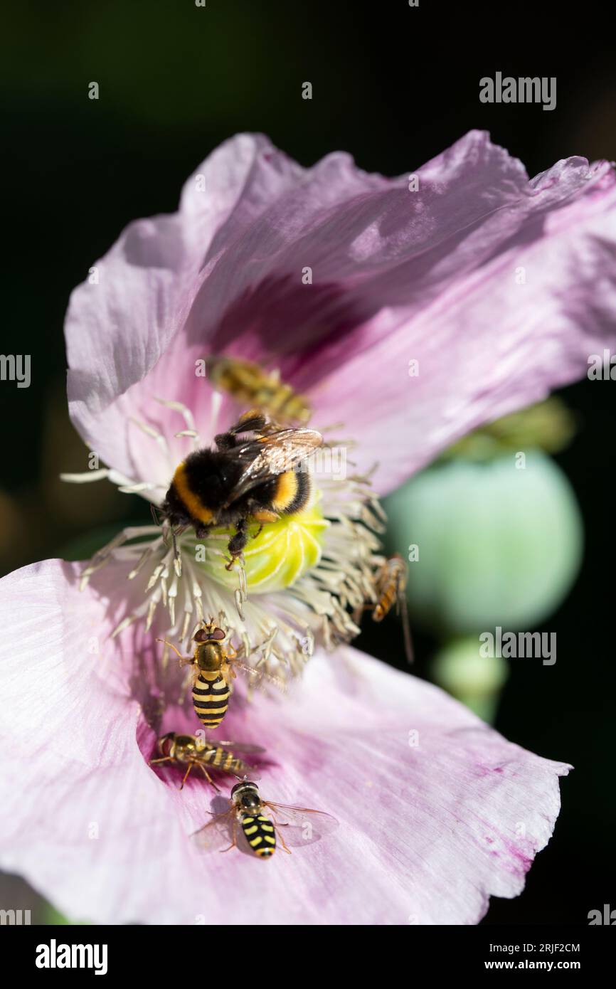 Opium poppy in flower pollinated by insects in a garden in summer