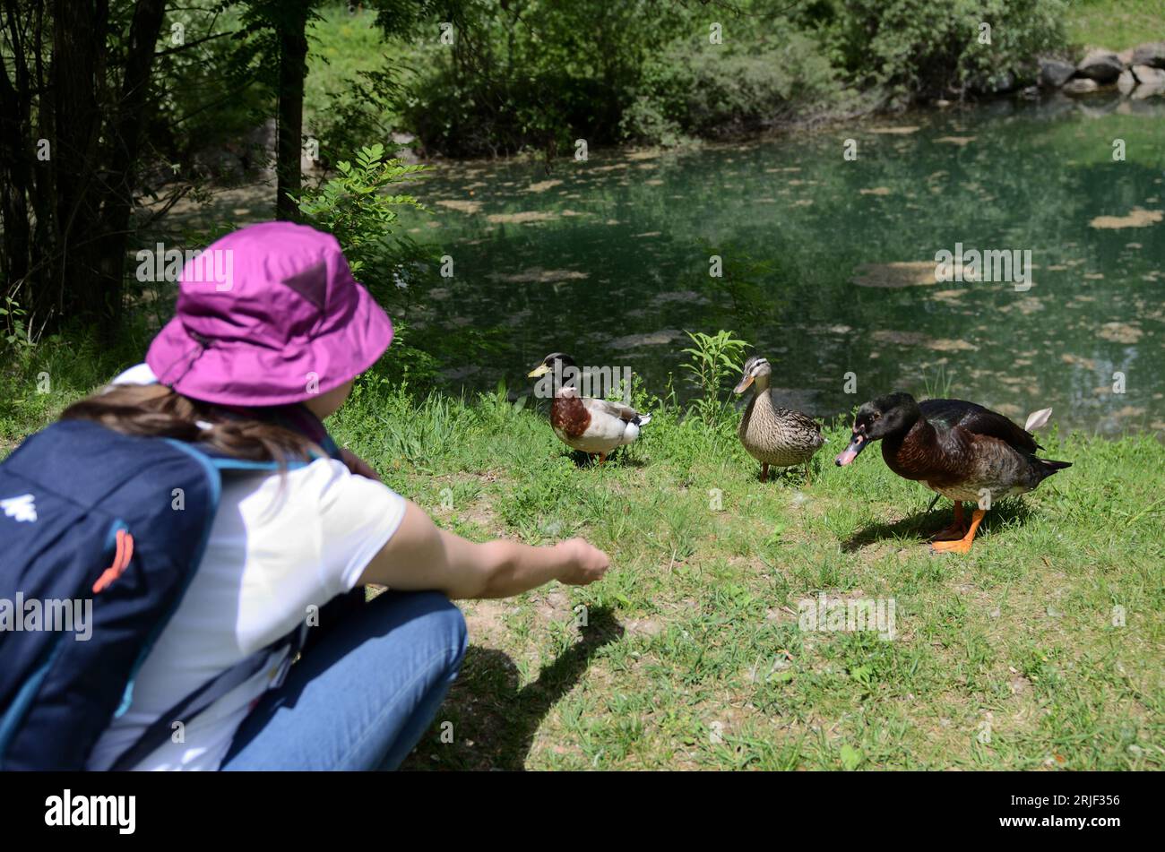 A Mallard couple and a Muscovy Duck eagerly soliciting for some bread crumbs from a visitor in Biotopo del Rio Valsura (Valsura River Biotope) Stock Photo