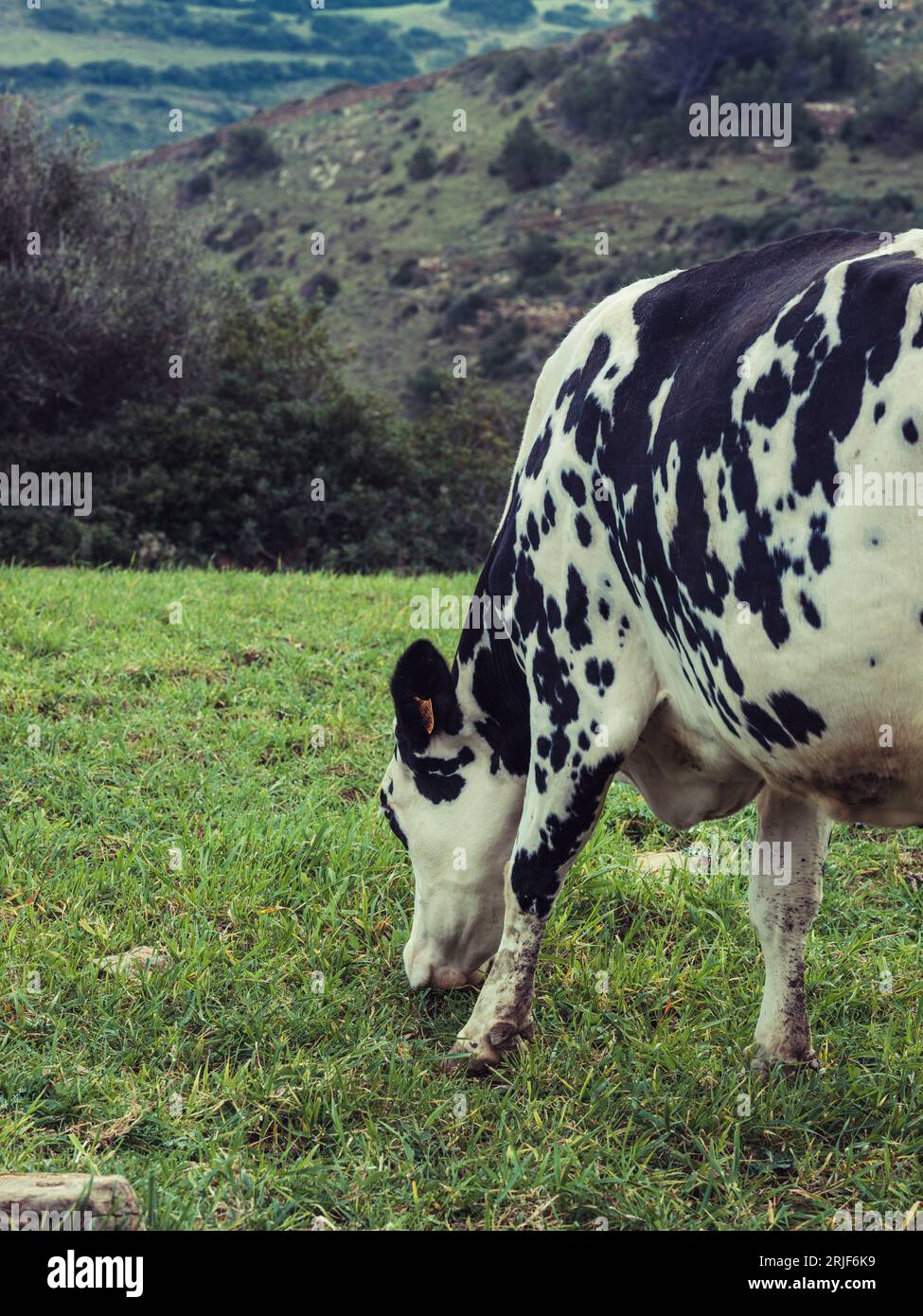 White cow with black spots pasturing on green grassy field on hill in ...
