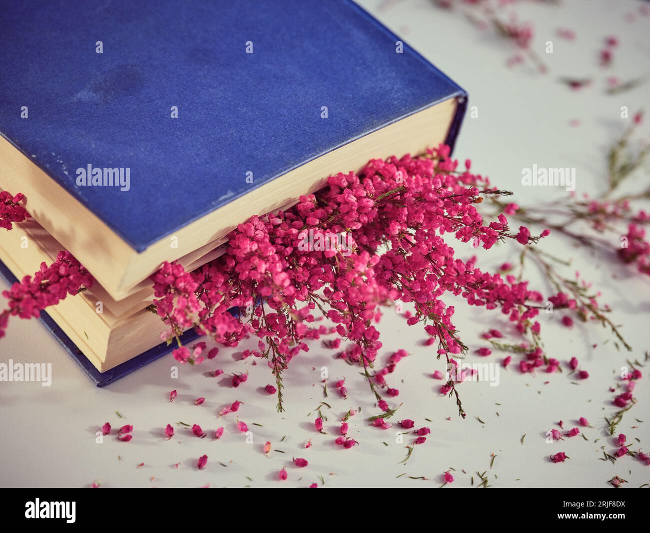 From above of closed book with sprigs of bright pink heather flowers placed on white messy table in light room Stock Photo