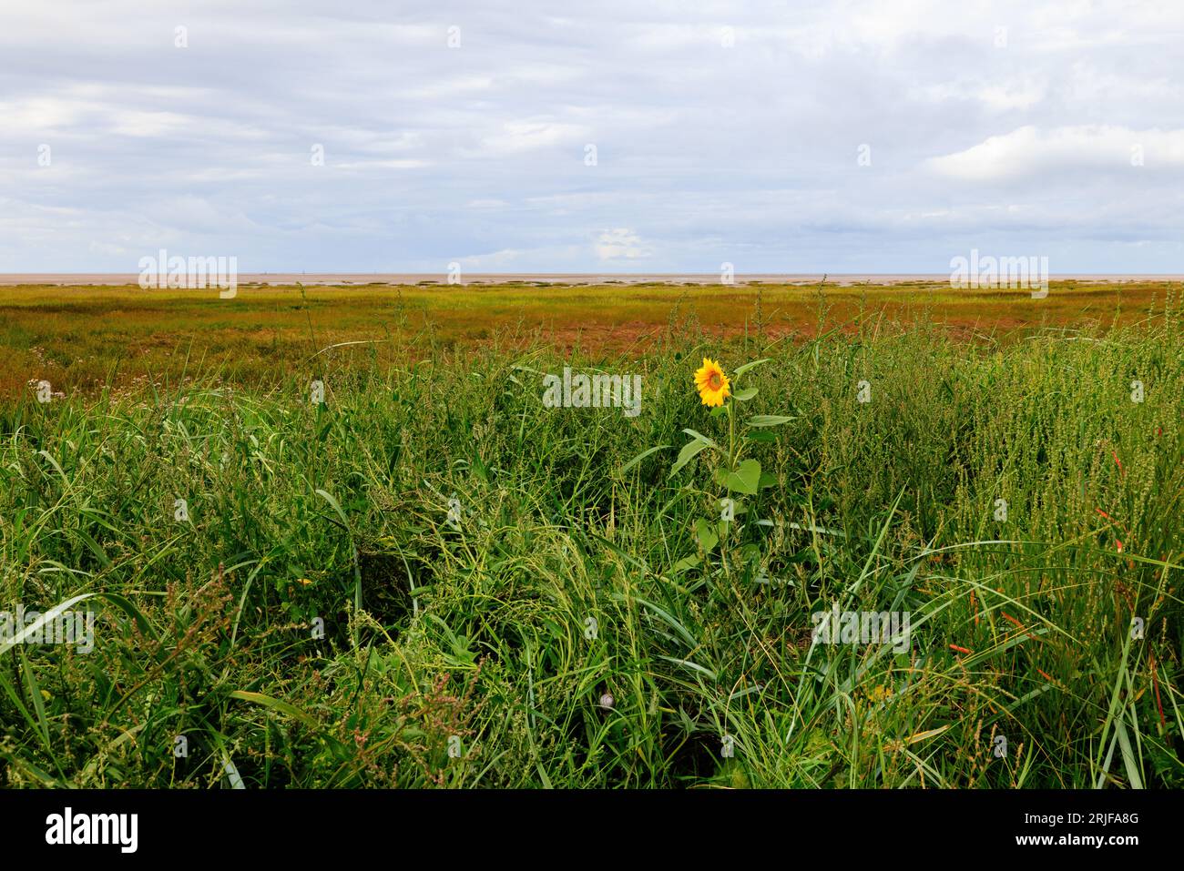 a solitary sunflower blooms in the low grassy sand dunes on st annes beach at low tide with marshy grass and sandy beach behind Stock Photo
