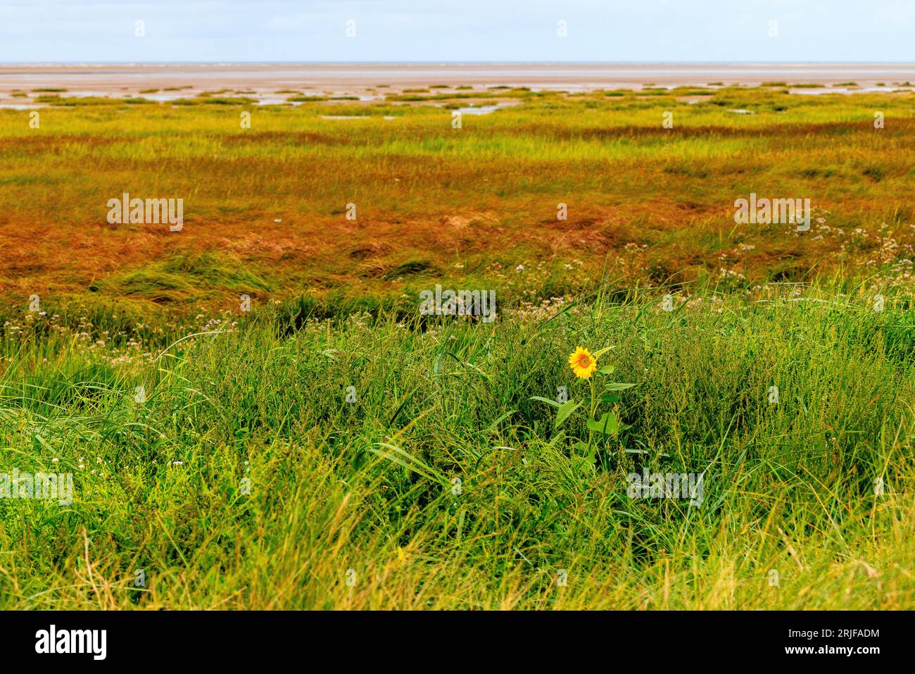 a solitary sunflower blooms in the low grassy sand dunes on st annes beach at low tide with marshy grass and sandy beach behind Stock Photo