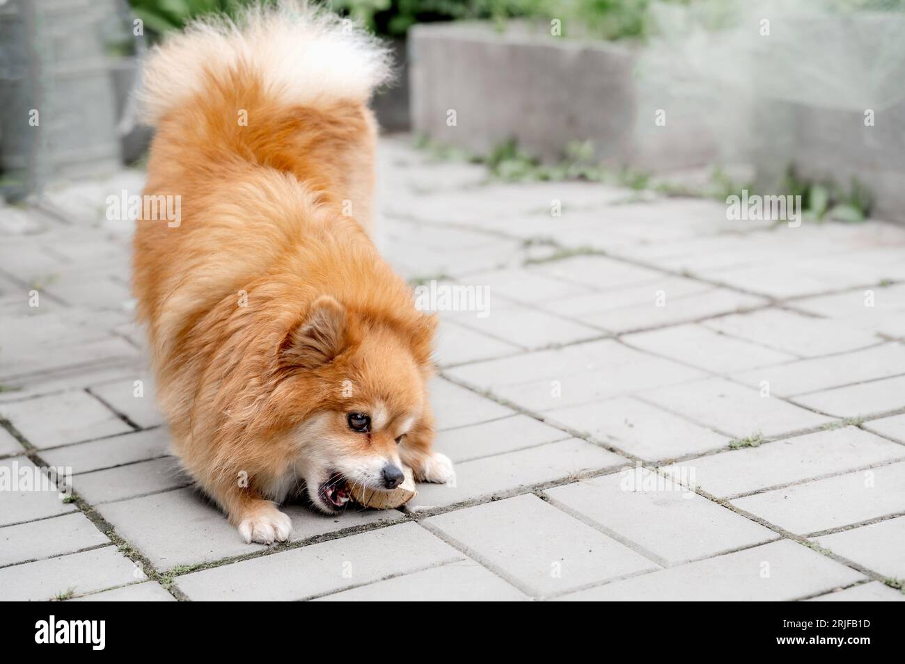 Young Red Puppy Pomeranian Spitz Puppy Dog Play Outdoor In Summer Grass. Pomeranian Spitz At Summer Sunny Day. Summer Season. Stock Photo