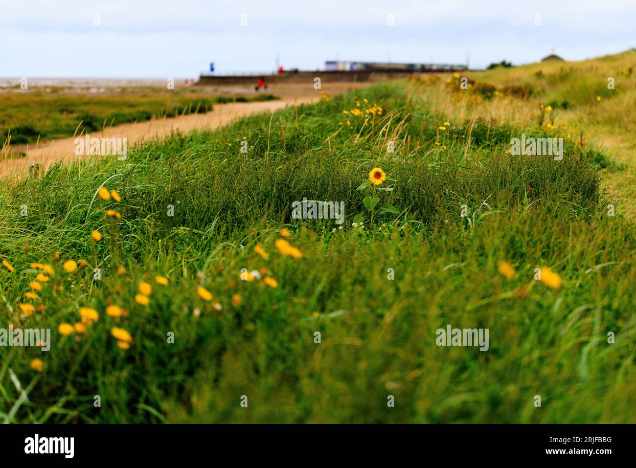 a solitary sunflower blooms in the low grassy sand dunes on st annes beach at low tide with marshy grass and sandy beach behind Stock Photo