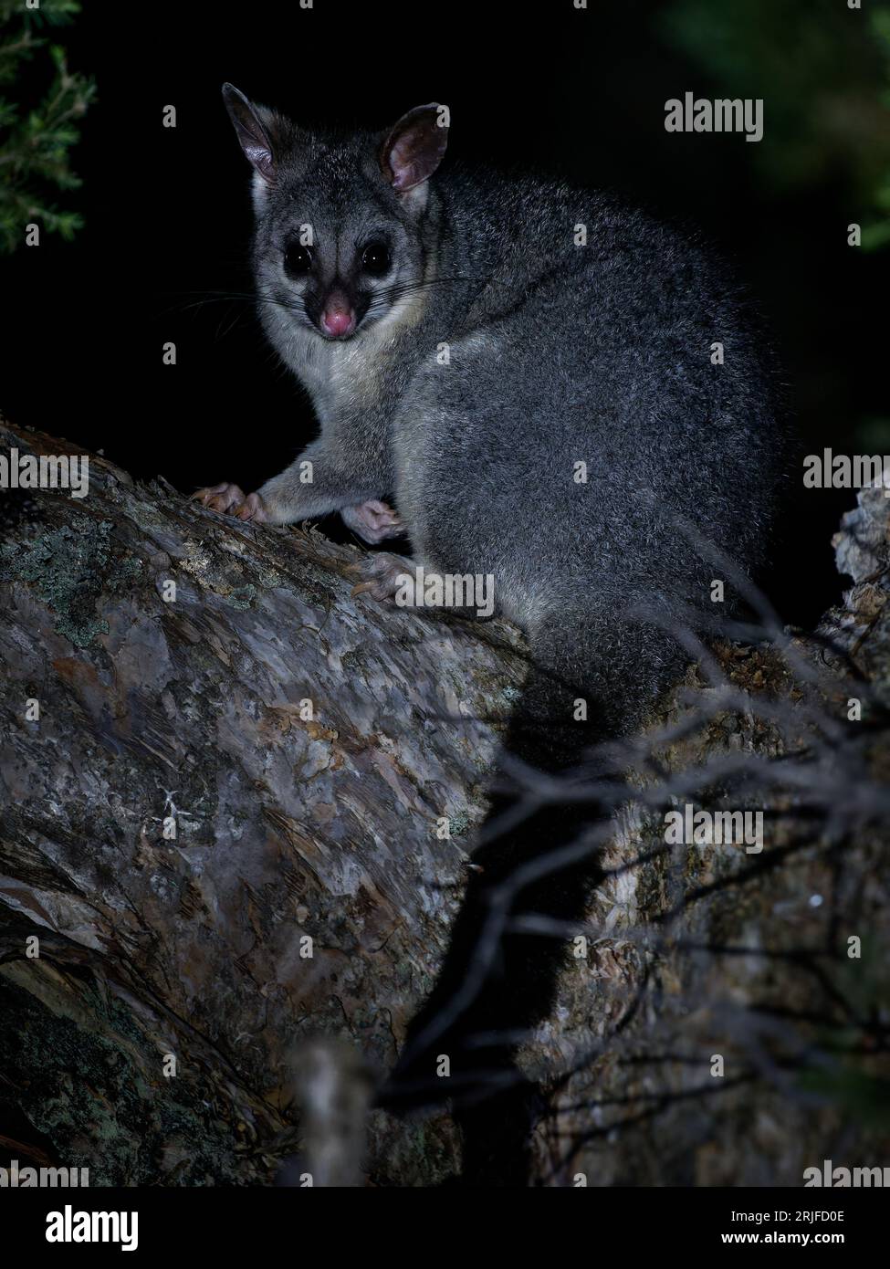 Common Brush-tailed Possum - Trichosurus vulpecula -nocturnal, semi-arboreal marsupial of Australia, introduced to New Zealand. Sitting on the tree an Stock Photo