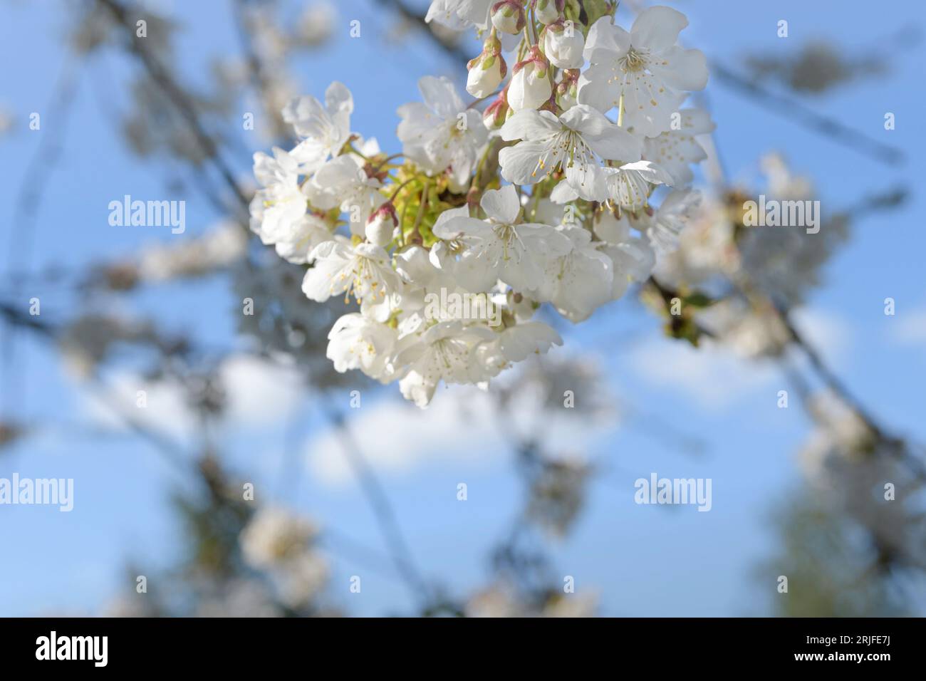 Cherry blossoms are in bloom on the cherry tree. Close-up of a cherry branch with blossoms against a sky blue Stock Photo