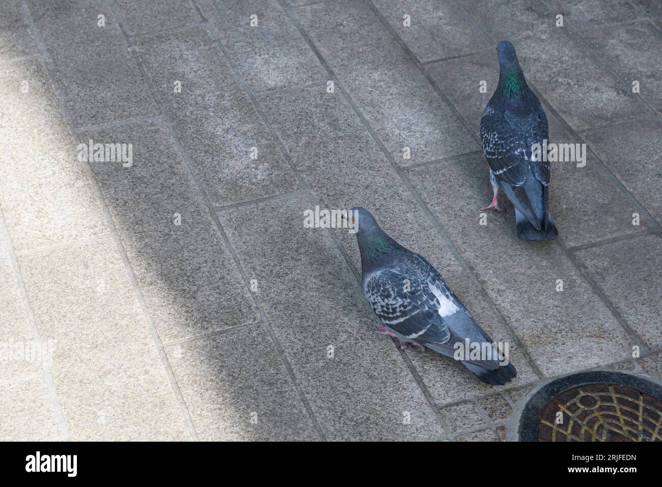 City pigeons hide in the shade of buildings from the sun's rays. Stock Photo