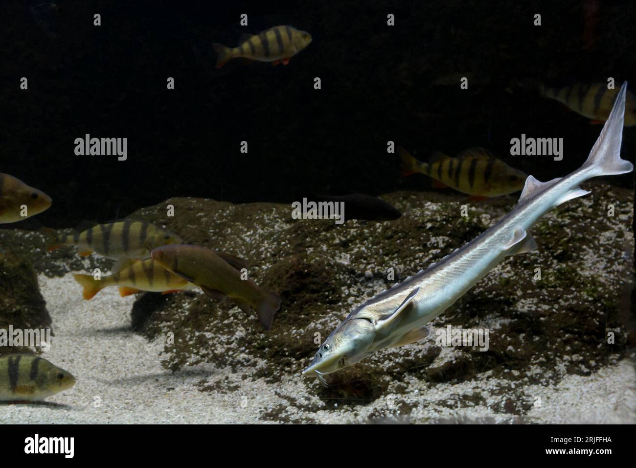 Sturgeon underwater in the aquarium with other fishes Stock Photo